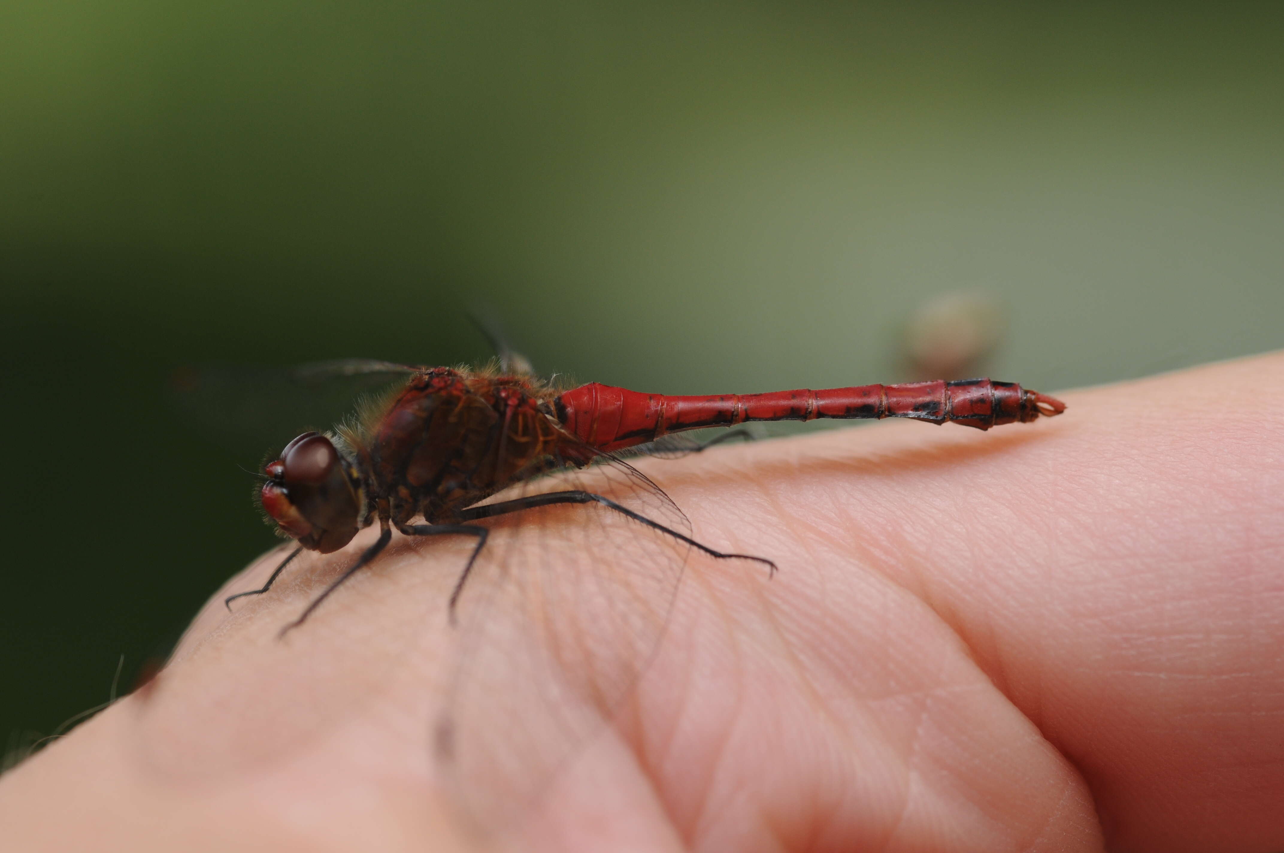 Image of Ruddy Darter