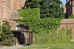 Image of English ivy