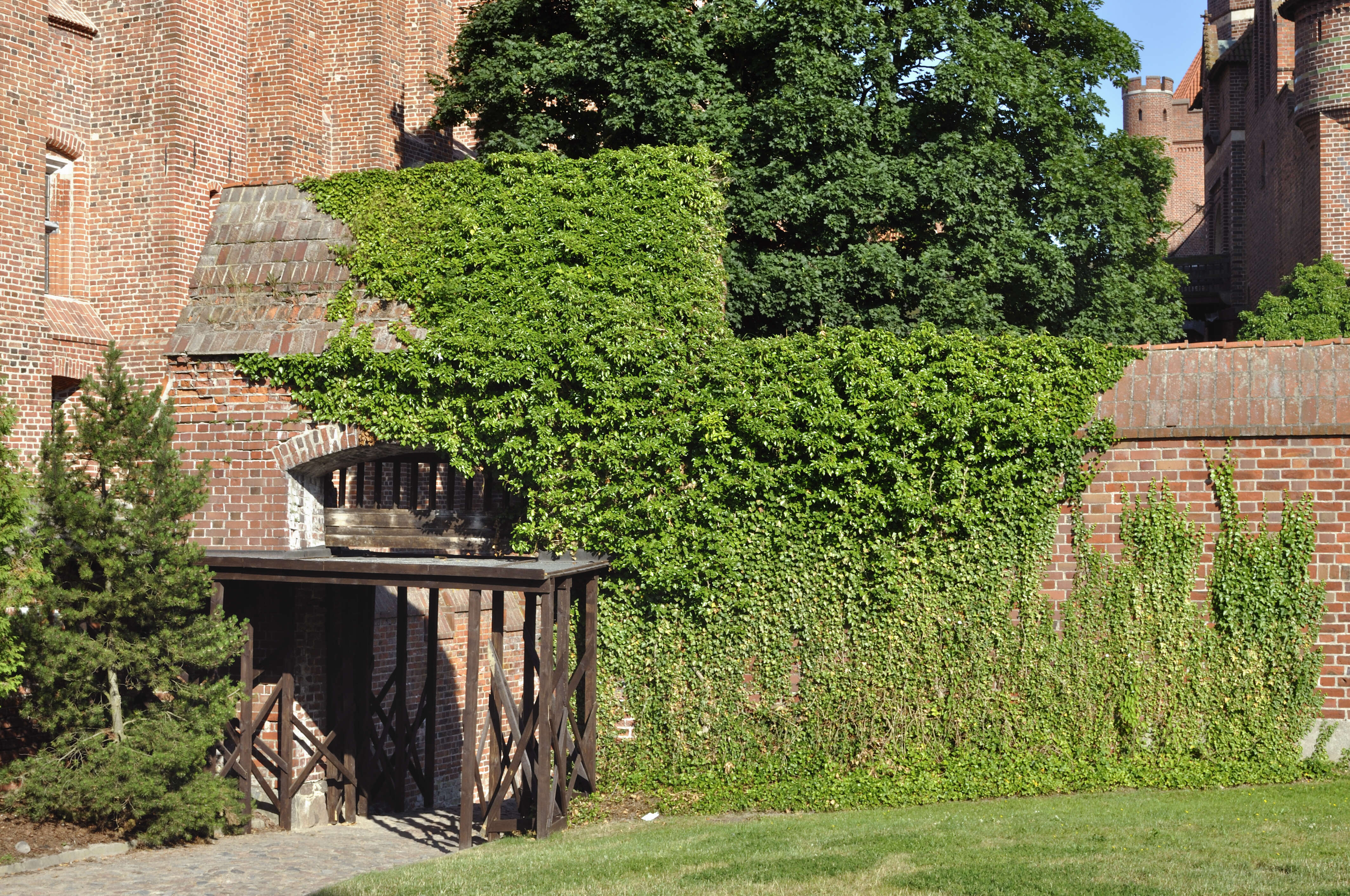 Image of English ivy