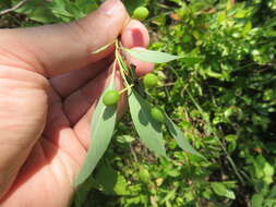 Imagem de Prunus pumila L.