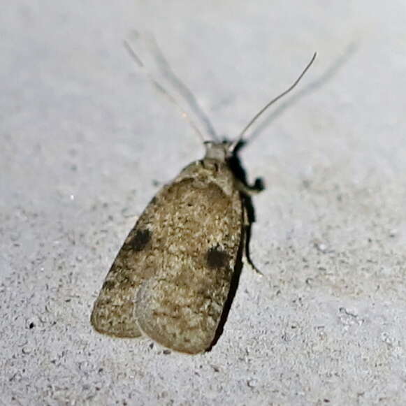 Image of Agonopterix propinquella Treitschke 1835