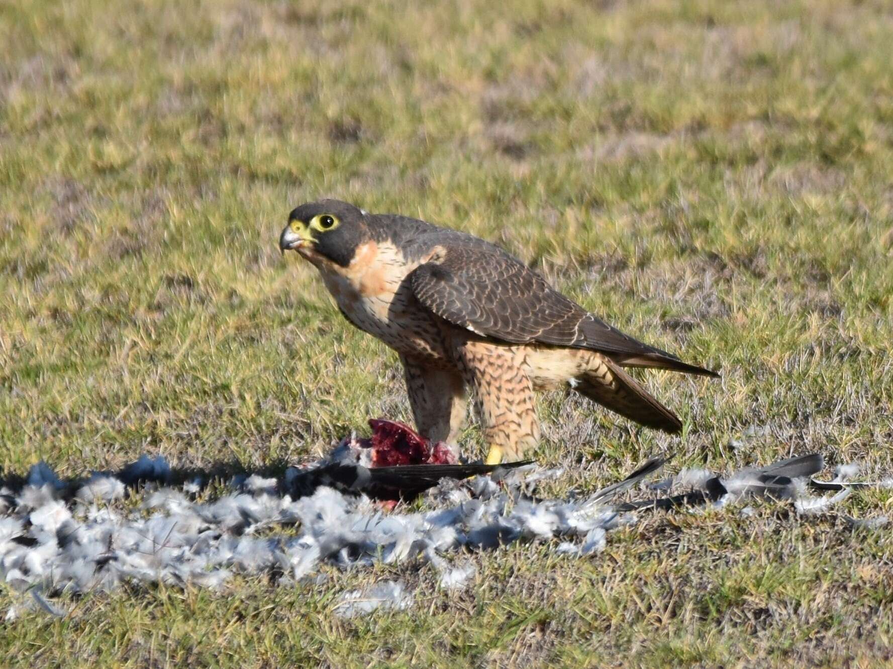 Image of <i>Falco peregrinus submelanogenys</i>