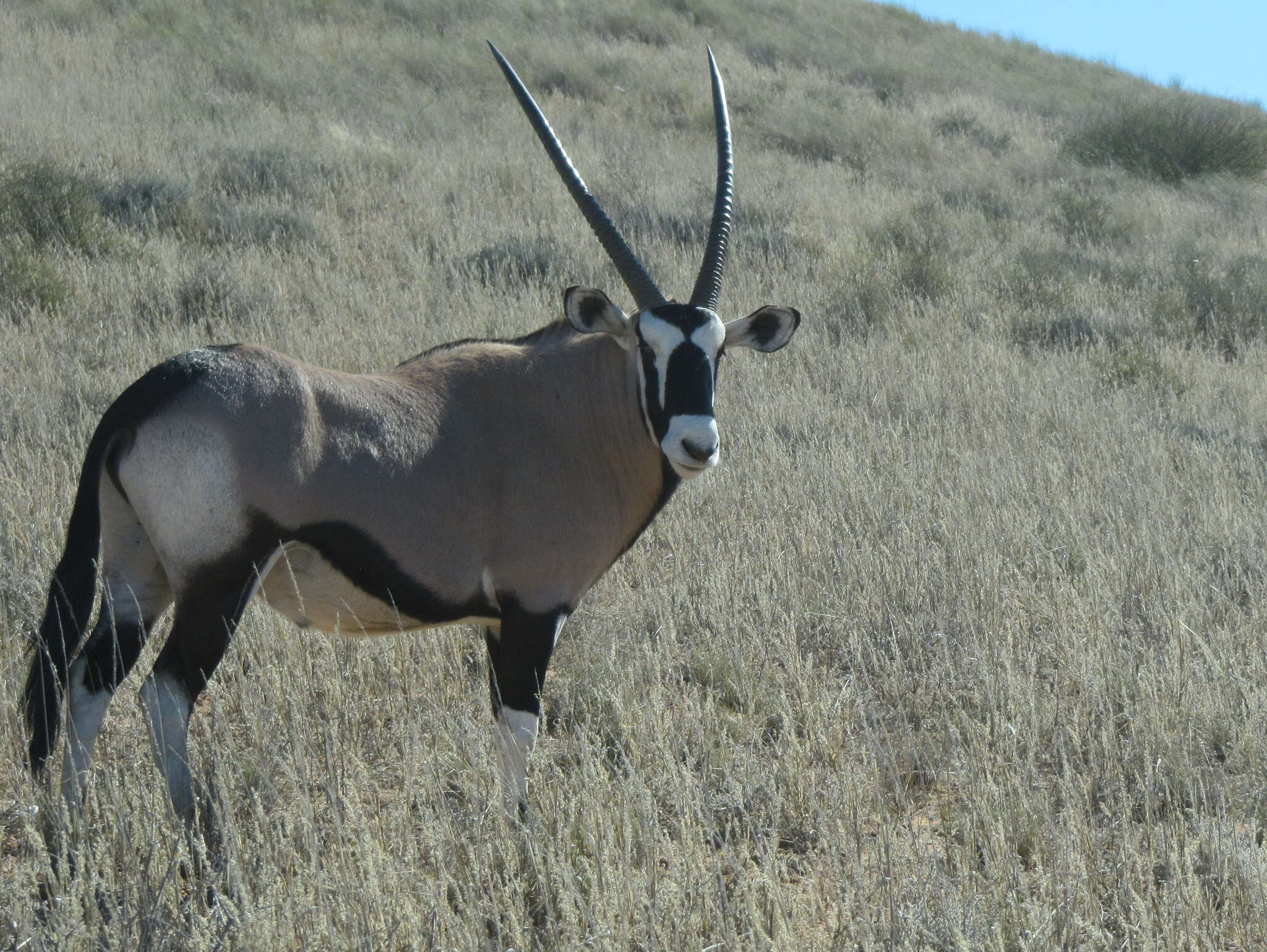 Image of Oryx gazella gazella