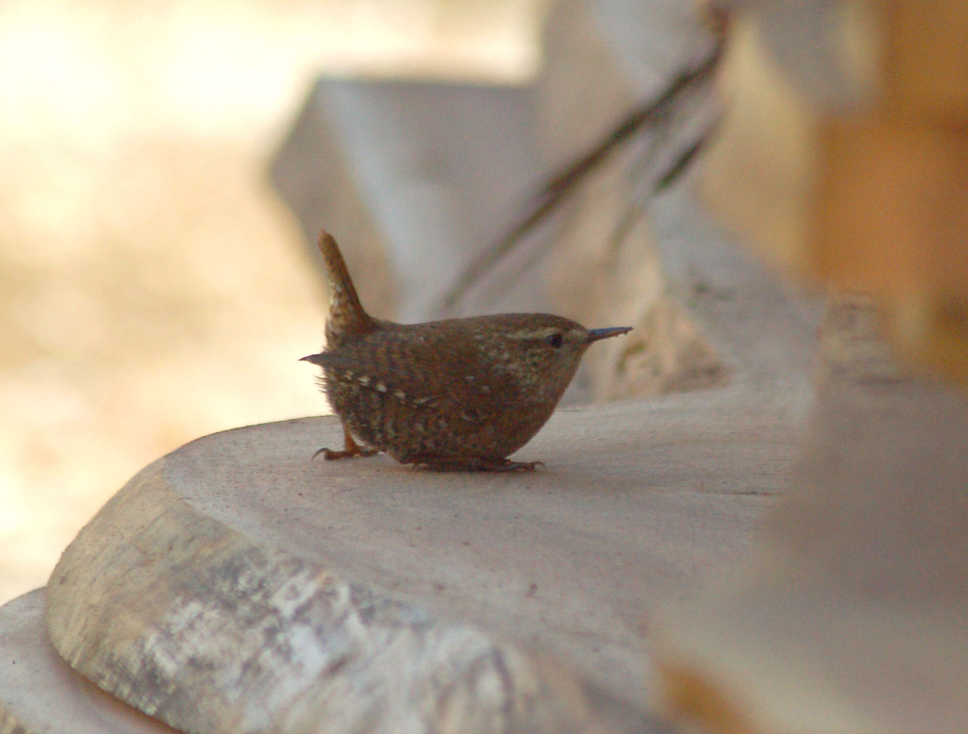 Image of Eastern Winter Wren