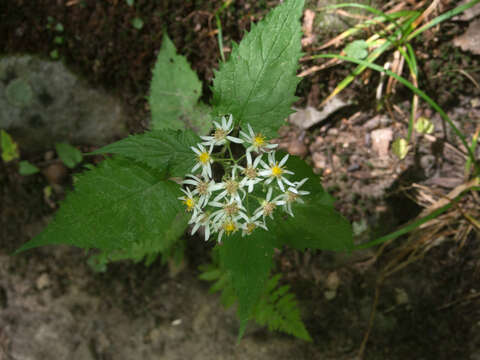 Image of white wood aster