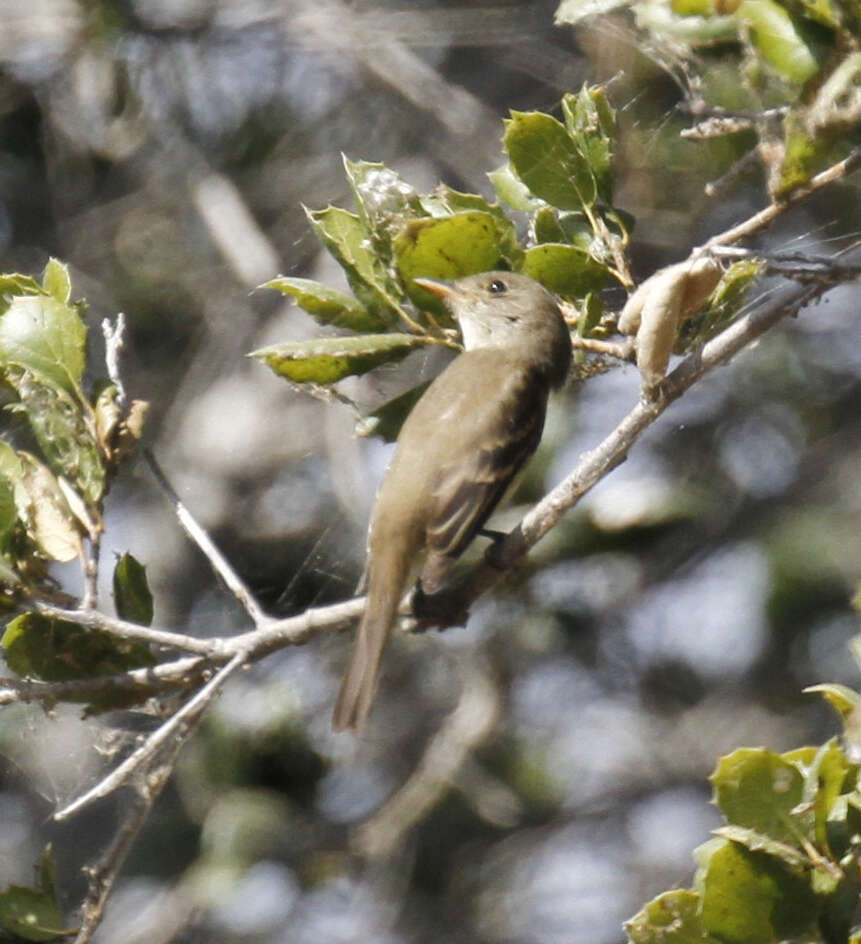 Image of Willow Flycatcher