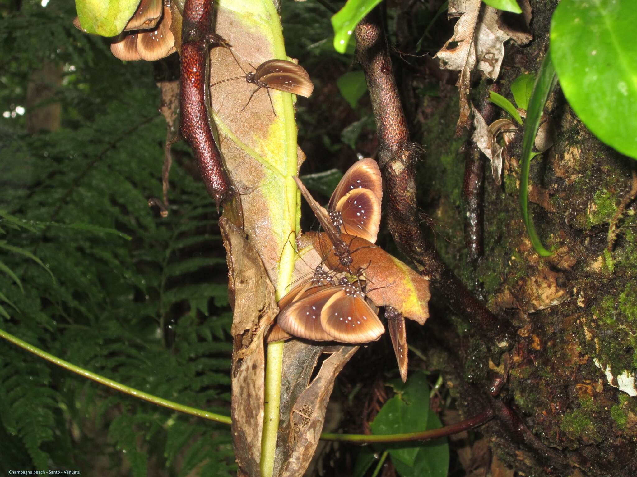 Image of Euploea boisduvalii Lucas 1853