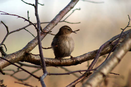 Image of Eurasian Wren