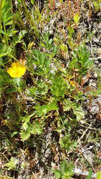 Image of Drummond's cinquefoil