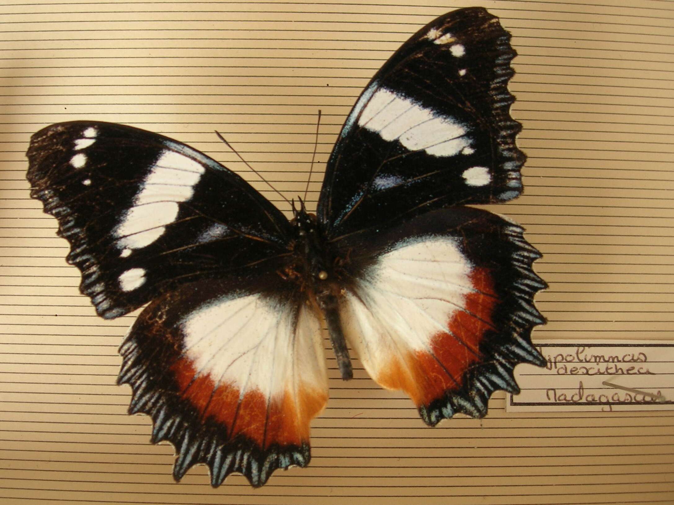 Plancia ëd Hypolimnas dexithea Hewitson 1863