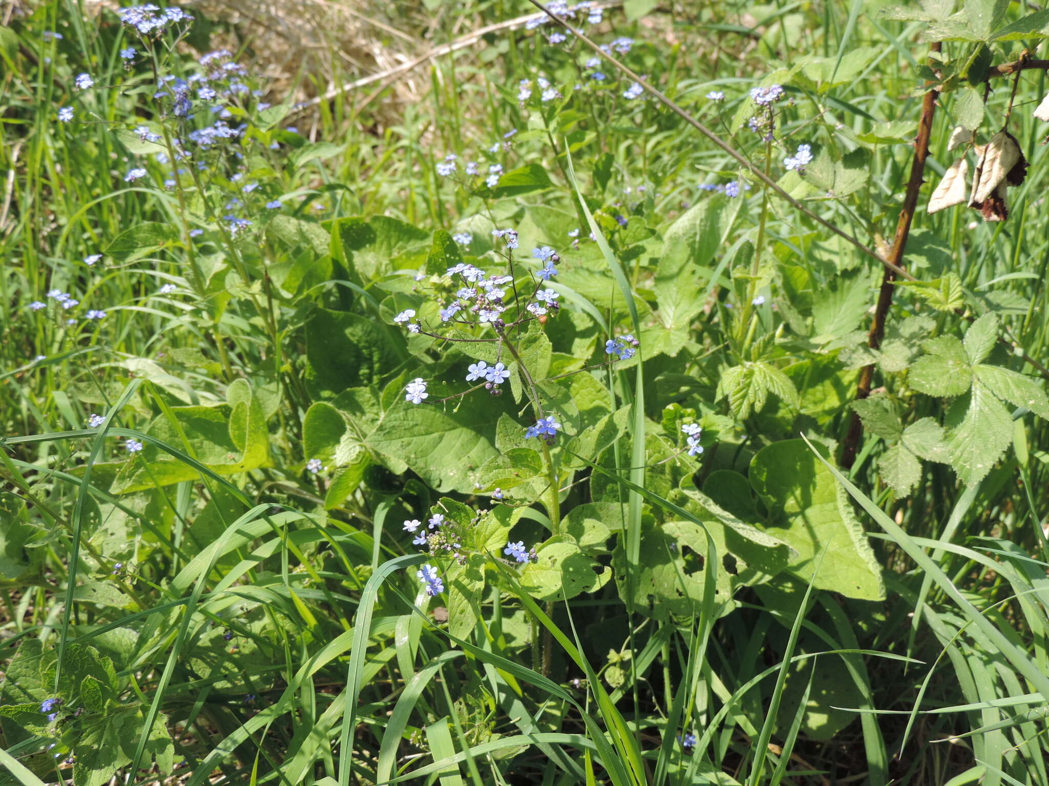 Brunnera resmi