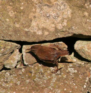 Image of Eurasian Wren