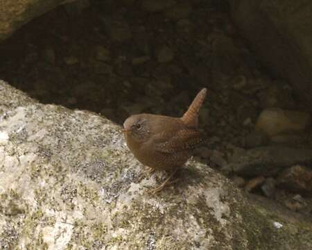 Image of Eurasian Wren