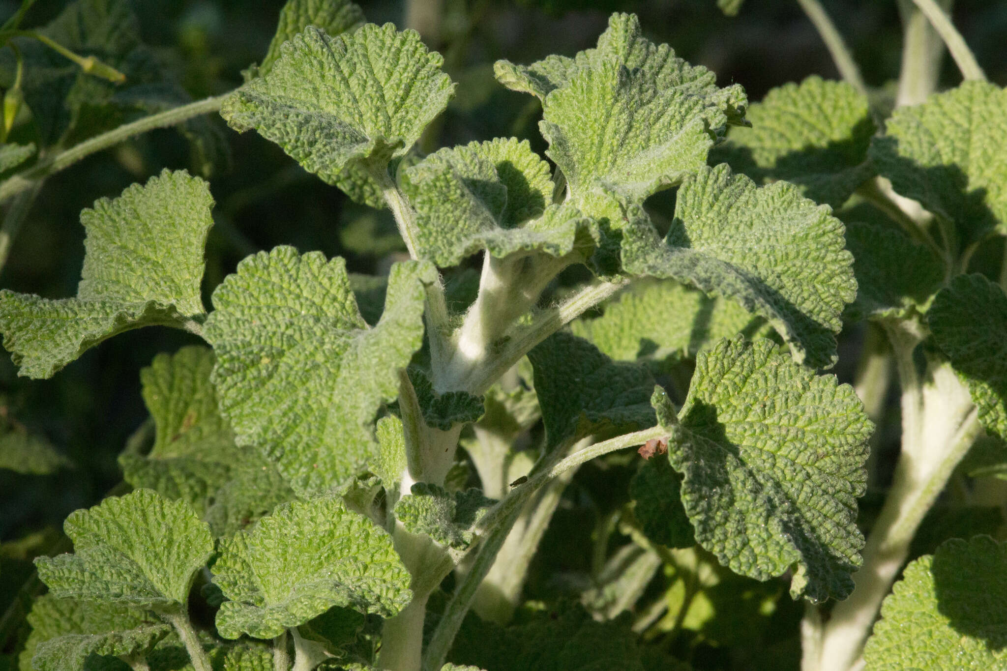 Image of horehound