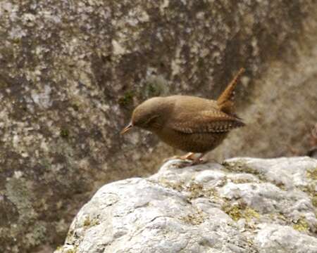 Image of Eurasian Wren