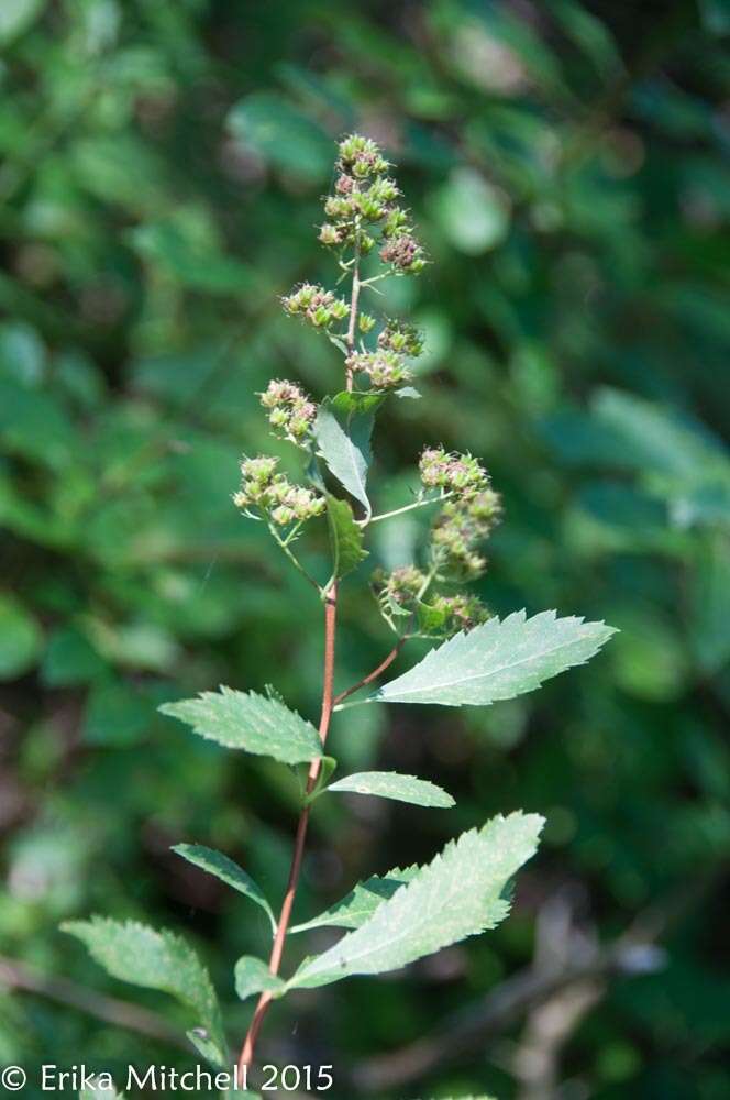 Imagem de Spiraea alba Du Roi