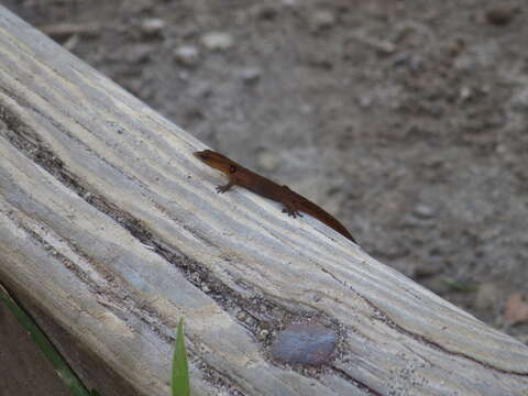 Imagem de Sphaerodactylus vincenti Boulenger 1891