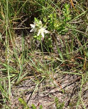 Image of Albuca virens subsp. virens