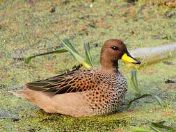 Image of Yellow-billed Teal