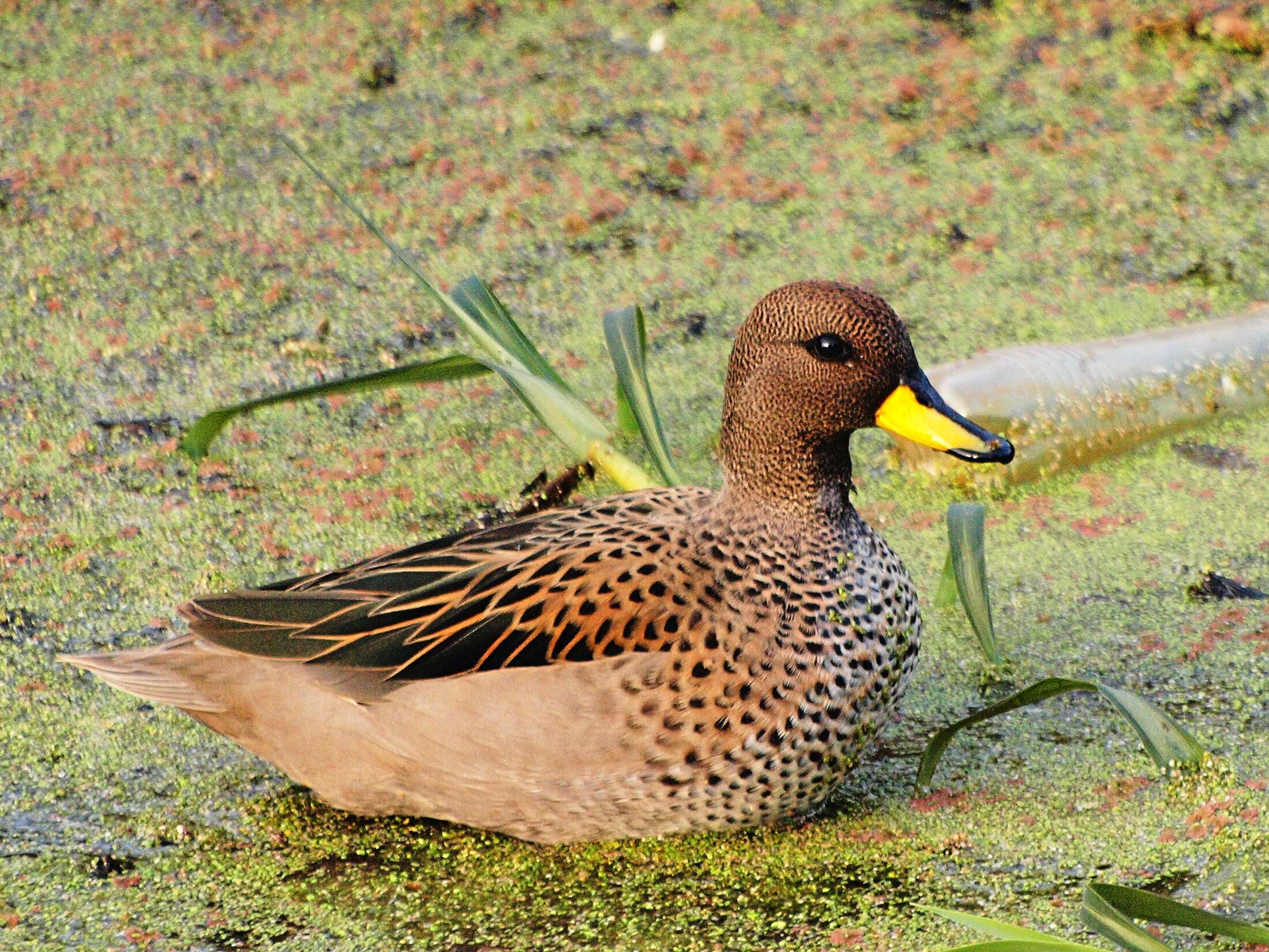 Image of Yellow-billed Teal