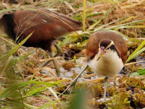 Image of Wattled Jacana