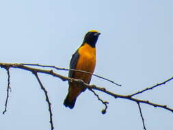 Image of Finsch's Euphonia