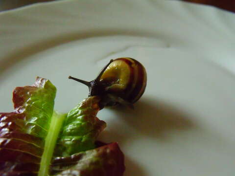 Image of Brown Lipped Snail