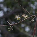 Sivun Alangium salviifolium (L. fil.) Wangerin kuva