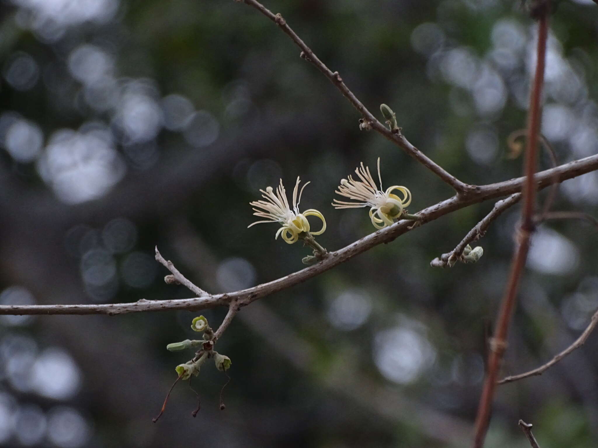 Image of Alangium salviifolium (L. fil.) Wangerin