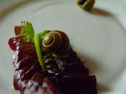 Image of Brown Lipped Snail