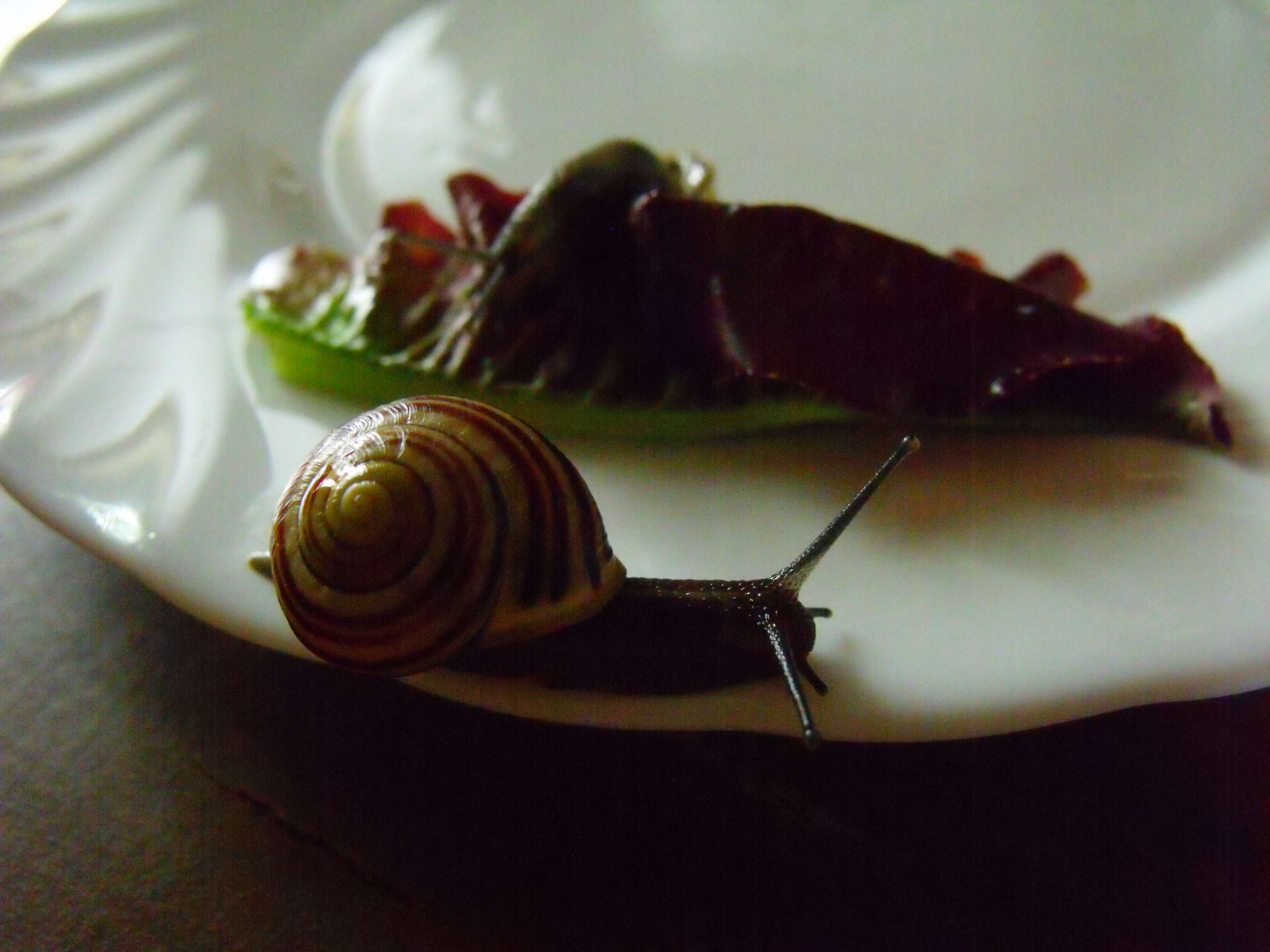 Image of Brown Lipped Snail