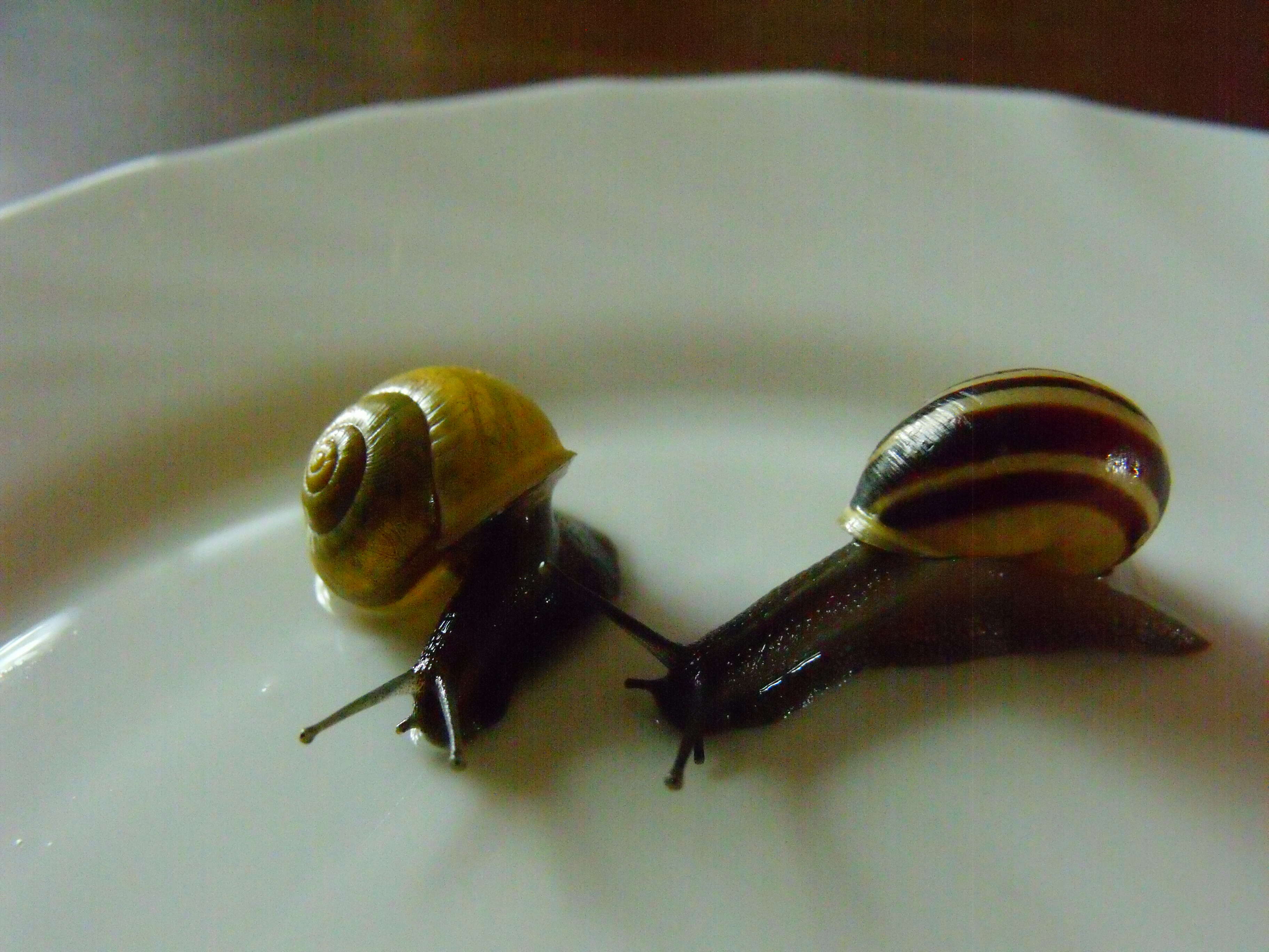 Image of Brown Lipped Snail