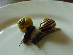 Image of Brown Lipped Snail