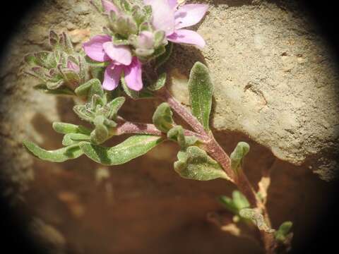 Image of Veronica thymifolia Sibth. & Sm.