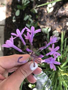 Tulbaghia violacea Harv. resmi