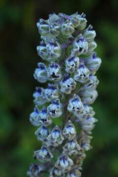 Image of California larkspur