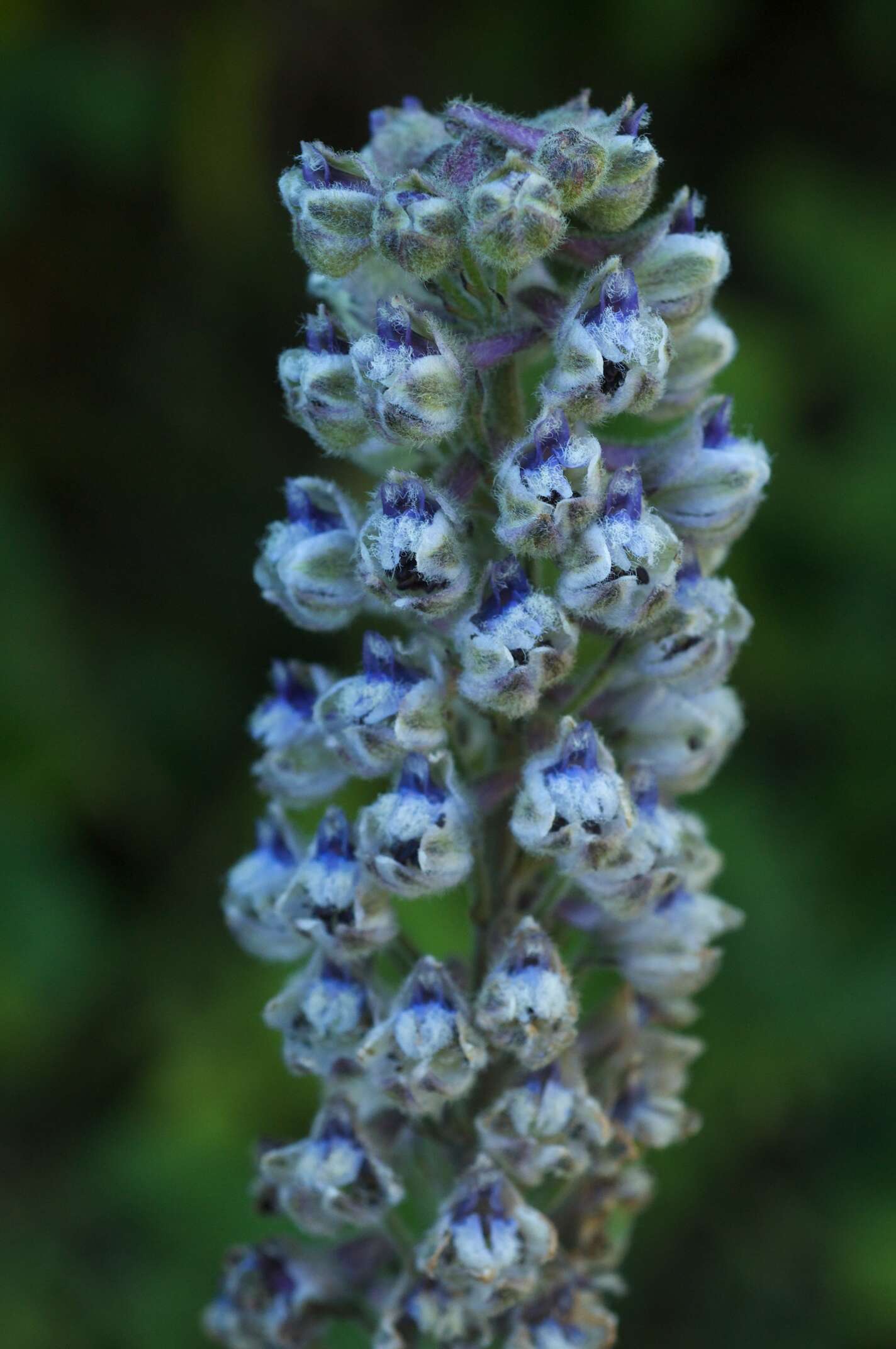 Image of California larkspur