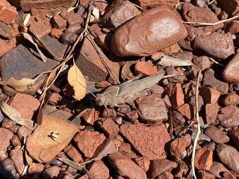 Image of Tropical Gumleaf Grasshopper