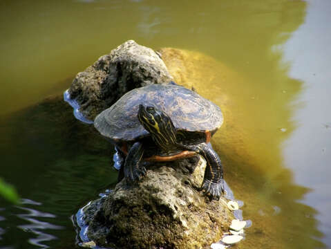 Image of River Cooter