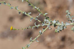 Plancia ëd Lessingia pectinata var. tenuipes (J. T. Howell) Markos