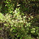 Image of clustered bushmint