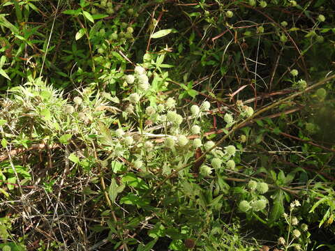 Image of clustered bushmint