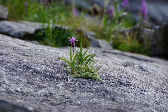 Image of Heller's blazing star