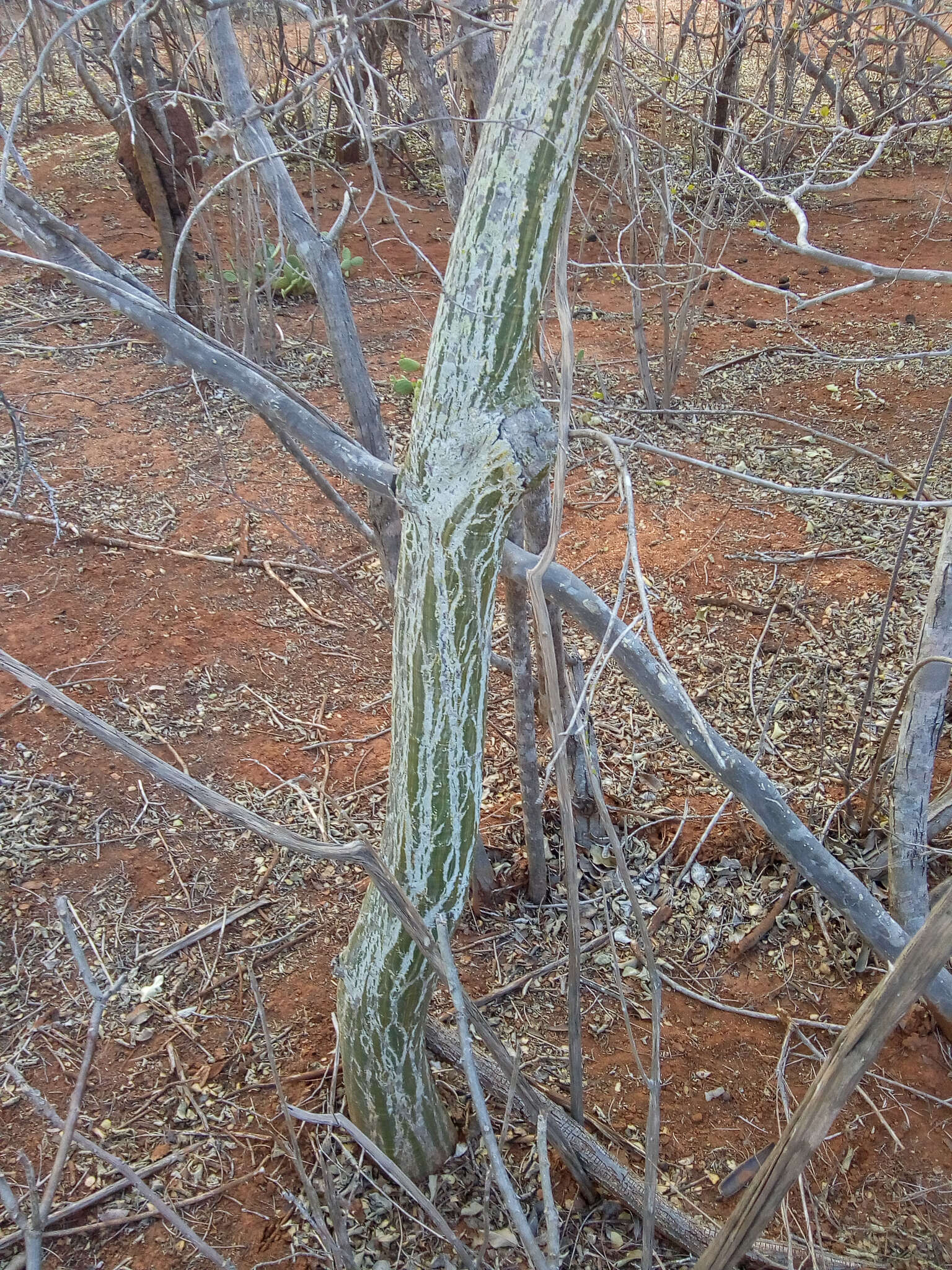 Image of Pseudobombax parvifolium Carv.-Sobr. & L. P. Queiroz