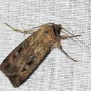 Agrotis infusa Boisduval 1835的圖片