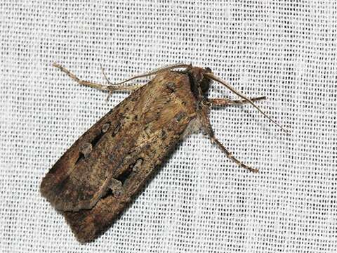 Image of Bogong moth