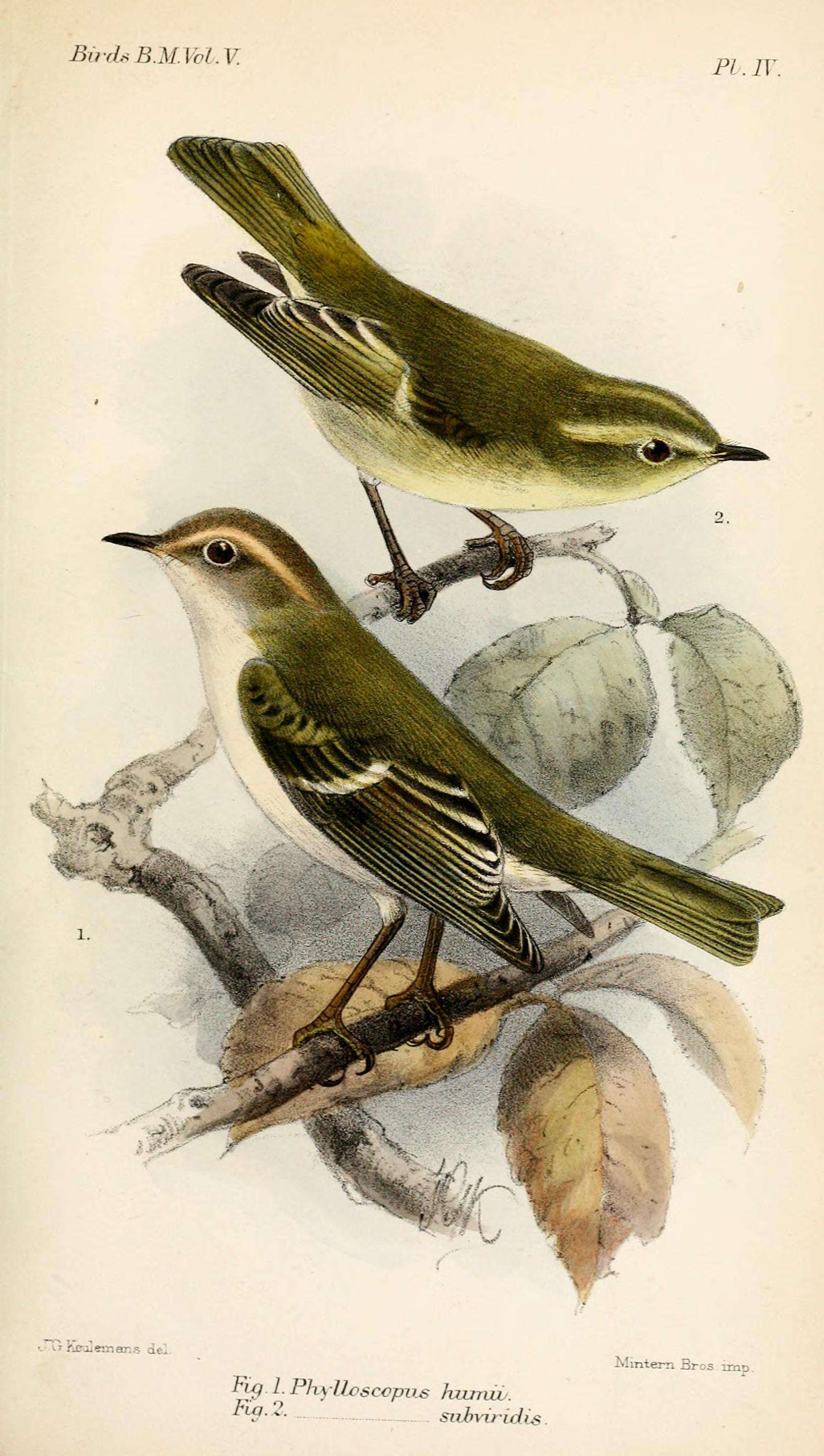 Image of Phylloscopidae