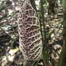 Plancia ëd Aristolochia cordiflora Mutis ex Kunth