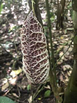 Plancia ëd Aristolochia cordiflora Mutis ex Kunth