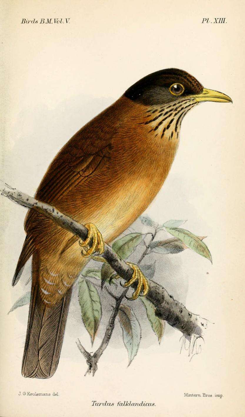 Image of thrushes